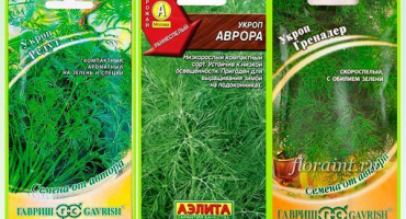 Jak správně zasadit kopr před zimou v moskevské oblasti na otevřeném poli